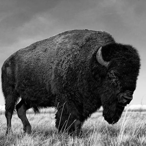 Product image of Reserve listing for Faye